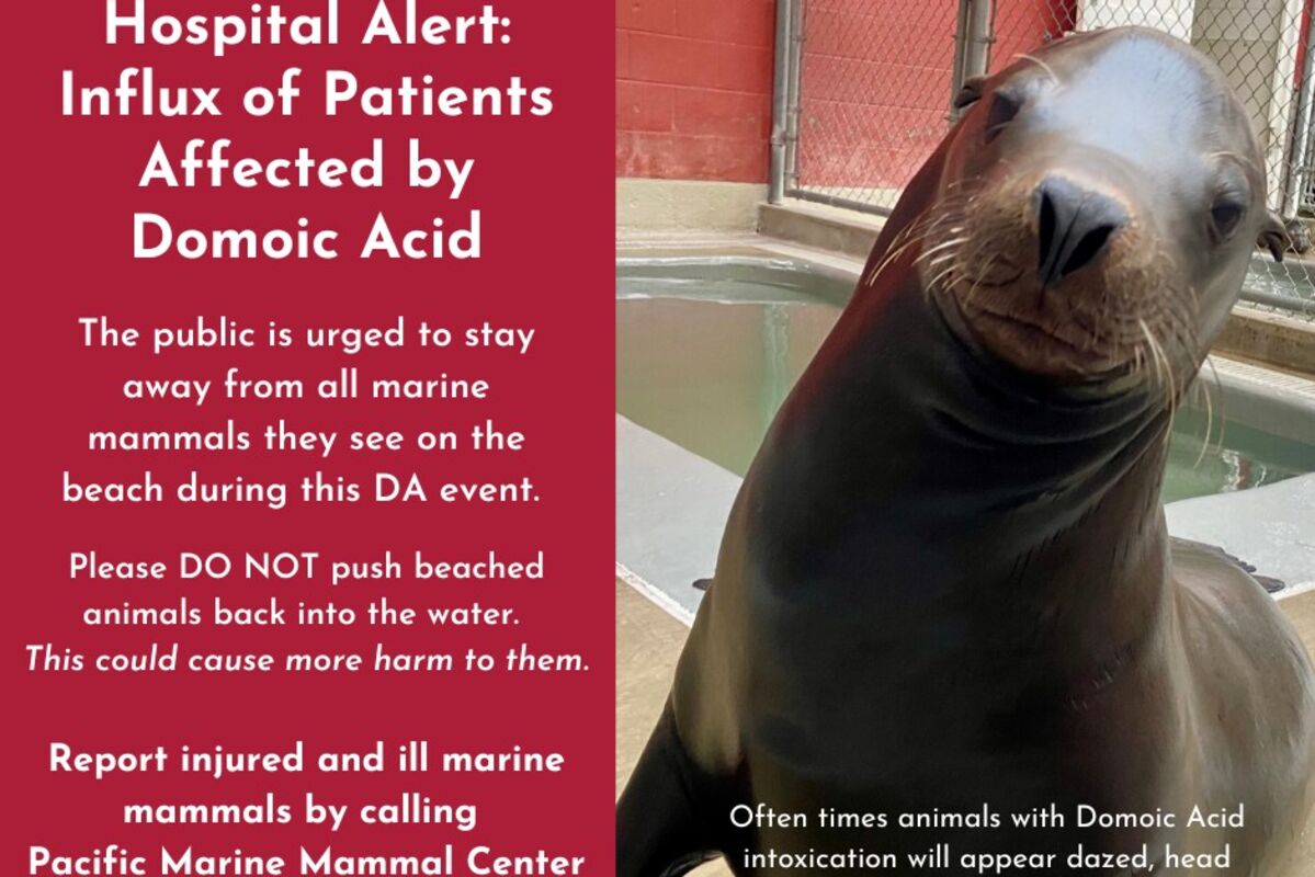 Seals, Sea Lions Suffering From Toxic Algae Bloom and Domoic Acid