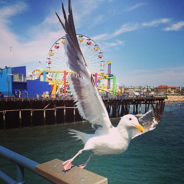 City Of Santa Monica Blames Bird Poop For Pollution Problem At Santa ...