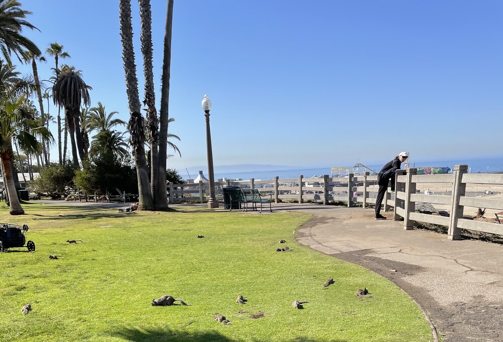 Squirrels Thrive in Santa Monica's Palisades Park. They're Cute, But do