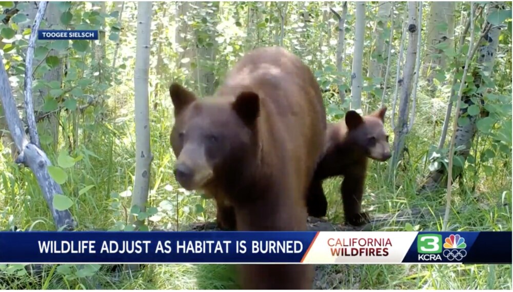 Bears Take Over South Lake Tahoe as Resort City is Evacuated Due to ...