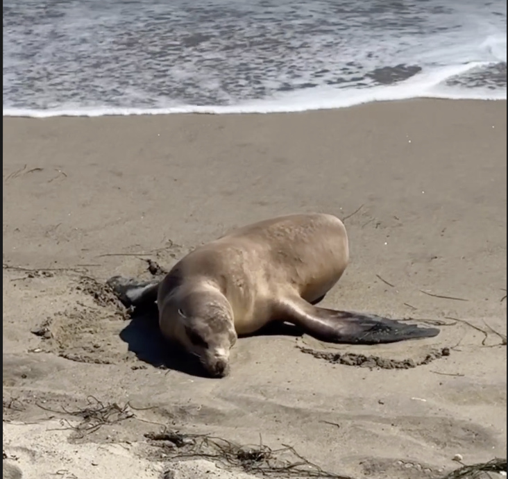 Seals, Sea Lions Suffering From Toxic Algae Bloom and Domoic Acid