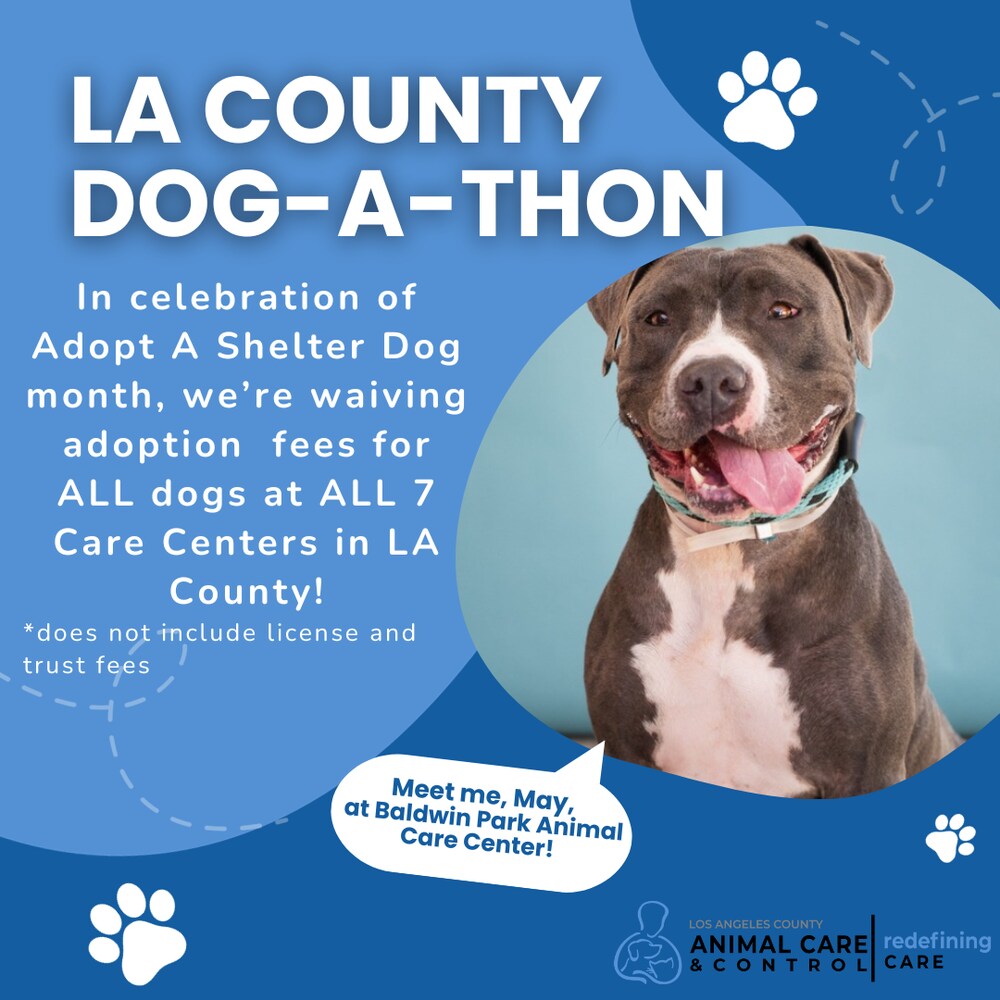 Dog Adoption Fees Waived at All 7 Care Centers in Los Angeles County ...